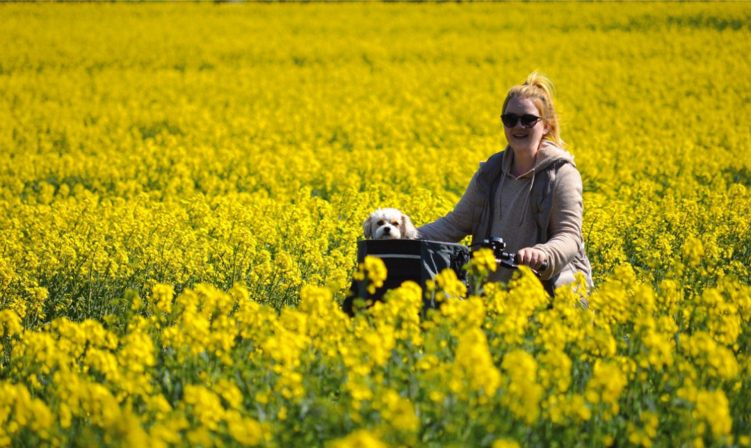 Frau auf Fahrrad mit Hund in einem Feld