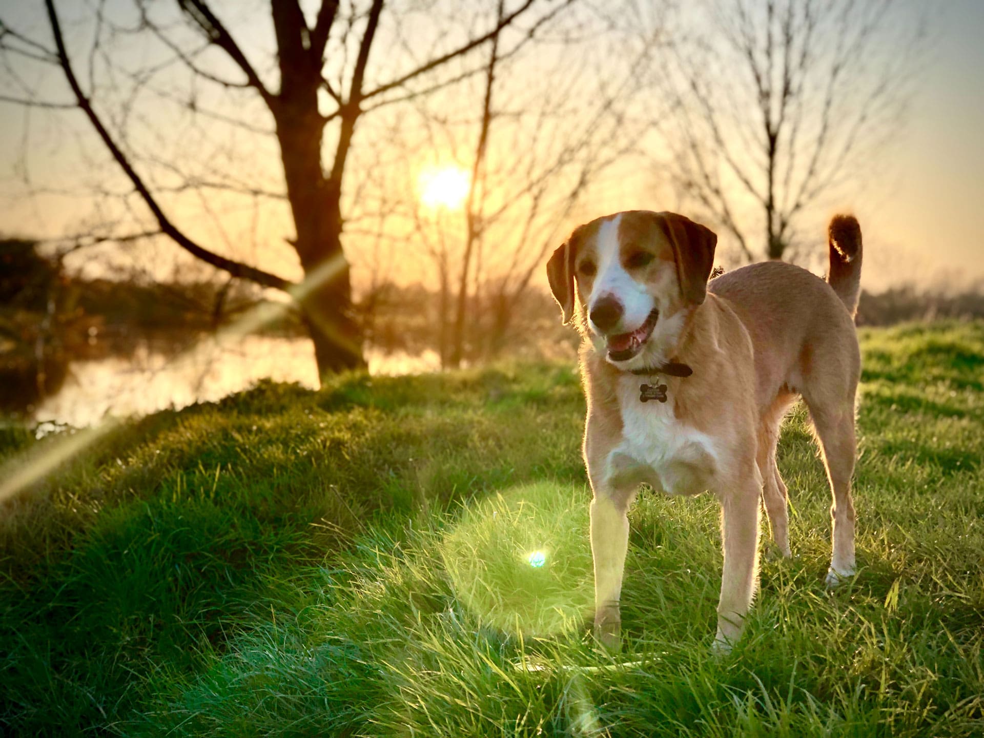 Krakow am See mit Hund