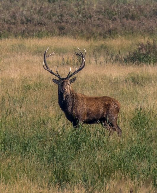 Hirsch in Landschaft, Naturschutzgebiet